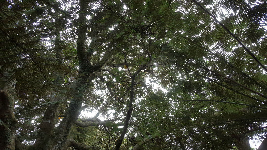 Watching and listening under the native canopy was great - try spot the fat wood pigeon!