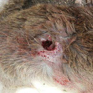 A decent exit wound on this lung shot, thanks to the Hornady ELD-M.